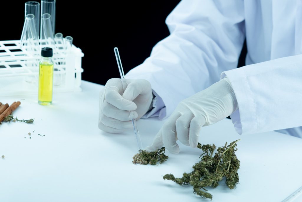 UFSC testa cannabis contra Parkinson e aponta melhora em pacientes