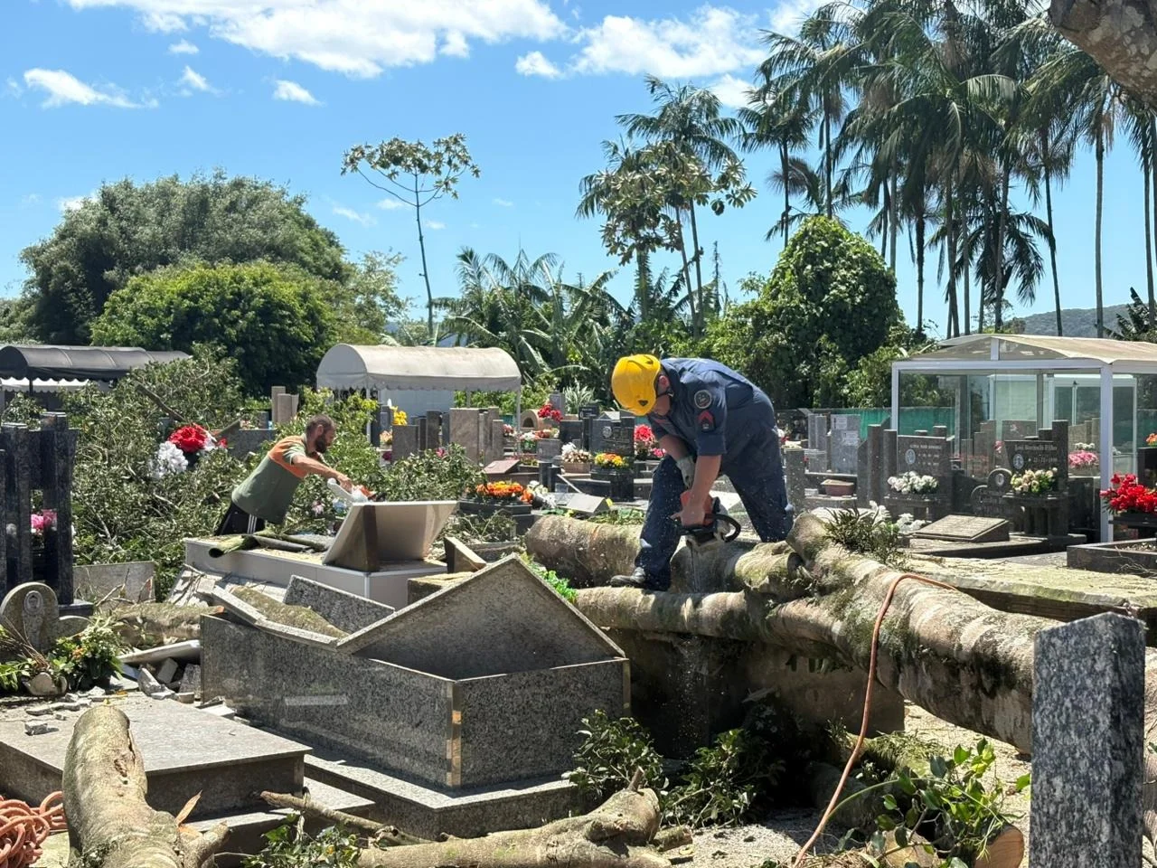 Árvore cai e danifica 20 túmulos no cemitério do Rio do Meio em Camboriú
