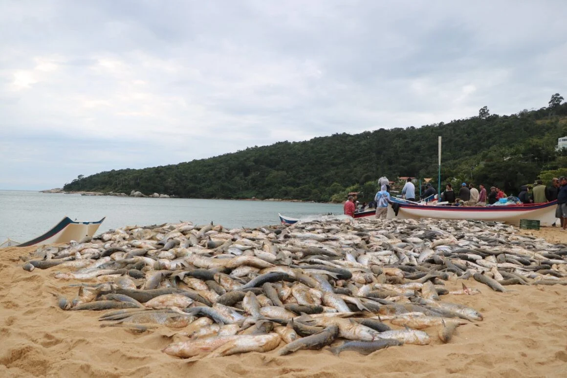 Vereador Eduardo Zanatta aciona Ministério da Pesca e busca alternativas para pescadores após suspensão da pesca de arrasto da tainha em Santa Catarina