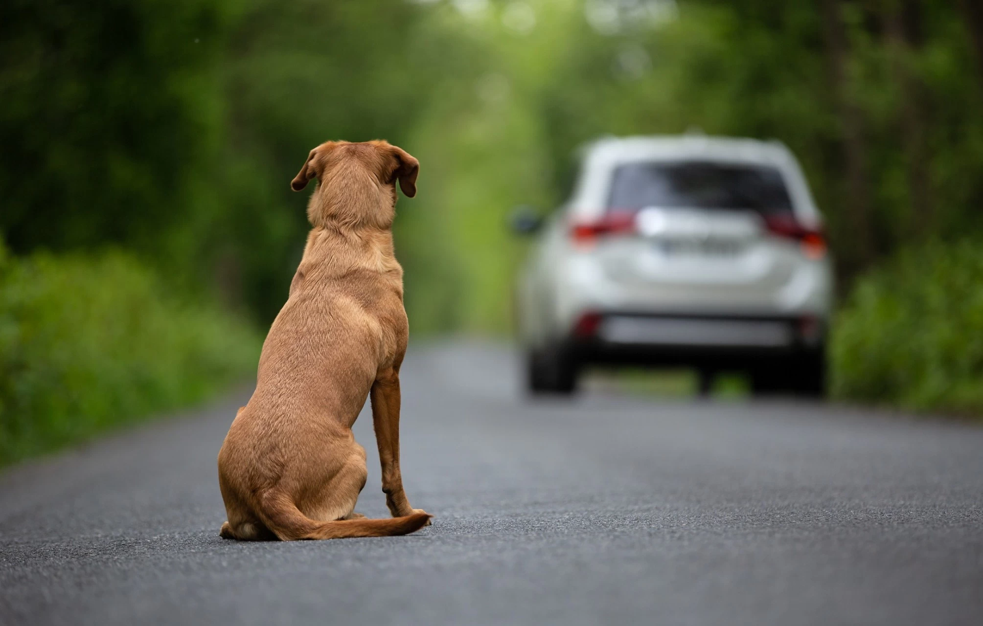 Cassação da CNH vira punição pra quem abandonar animais no Brasil