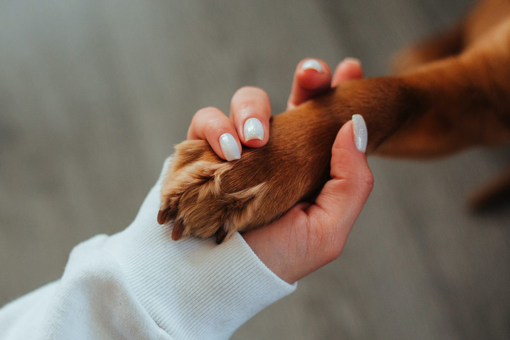 Câmara de Balneário Camboriú vota hoje projeto que libera pets nos molhes