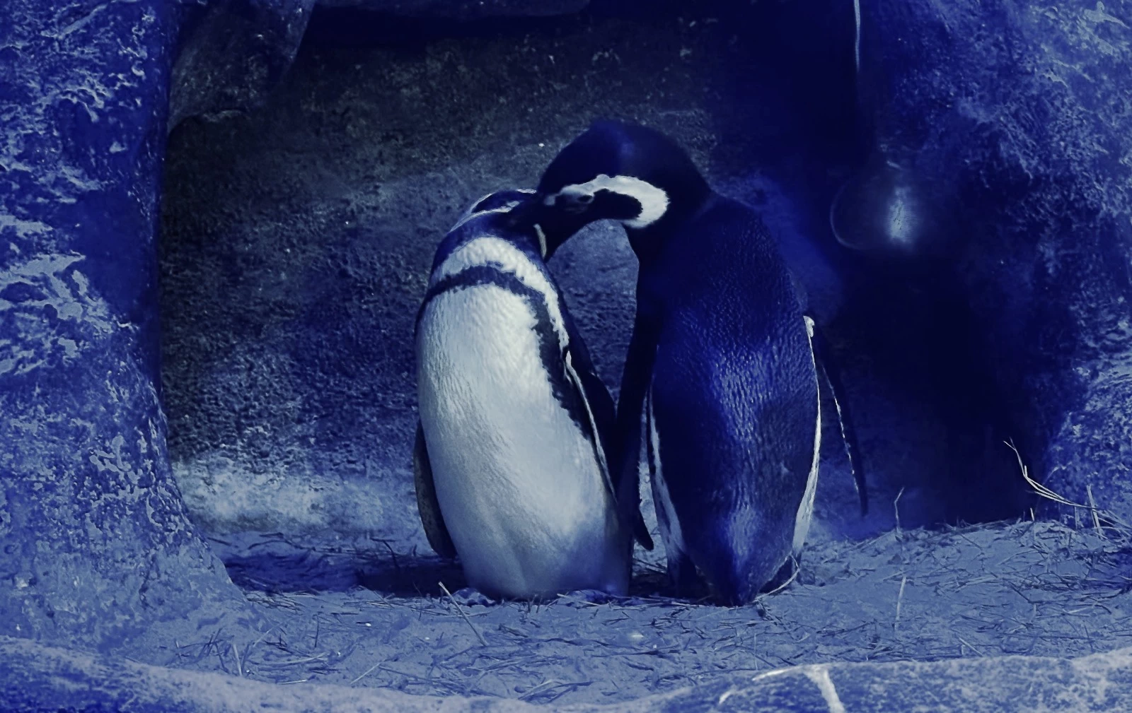 Foto: Divulgação/Oceanic Aquarium