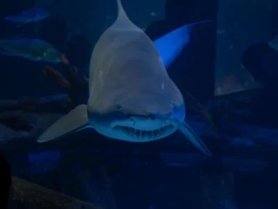 dia-mundial-do-meio-ambiente-oceanic-aquarium-tera-entrada-gratuita-para-moradores-de-bc-e-camb-dia-mundial-do-meio-ambiente-oceanic-aquarium-tera-entrada-gratuita-para-moradores-de-bc-e-camb